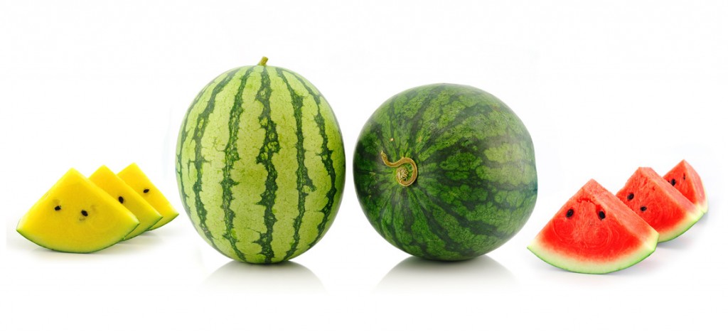 watermelon isolated on whiite background